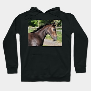 TB COLT Hoodie